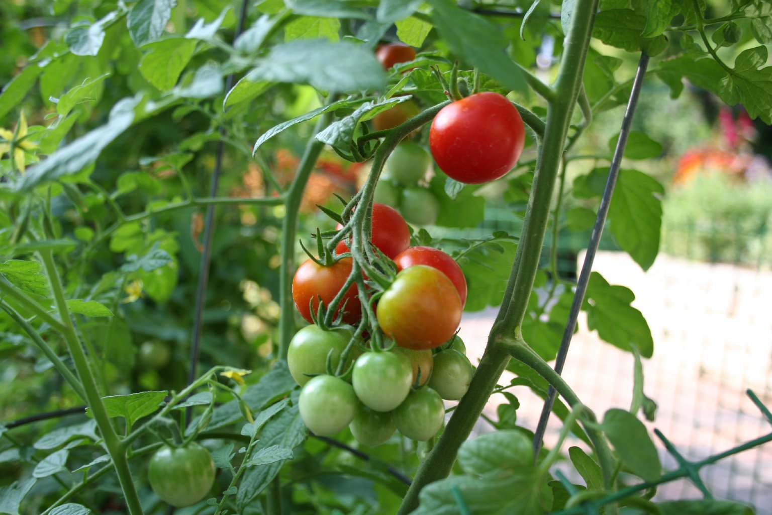 veggiegarden